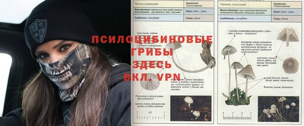 прущие крисы Белокуриха