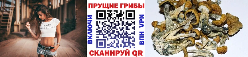 Галлюциногенные грибы MAGIC MUSHROOMS  купить наркотик  блэк спрут ONION  Надым 